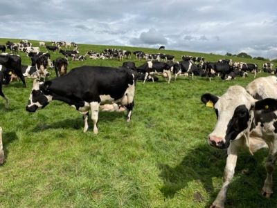 Navigating Grass Intake for Optimal Cow Health